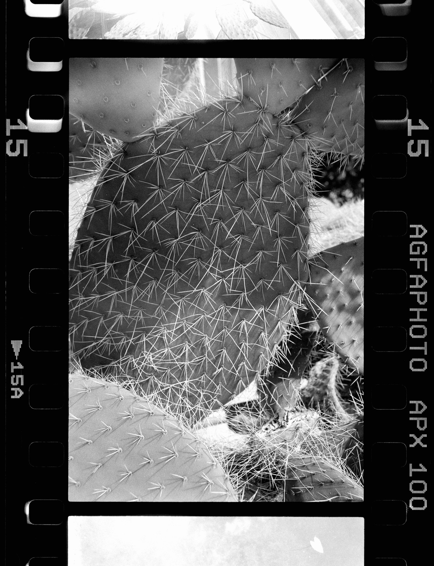 Agfa APX 100